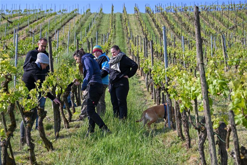 Vor drei Wochen waren wir das letzte Mal in unserem Weinberg – höchste Zeit, dass wir uns wieder um unsere Reben kümmern
