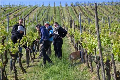 Vor drei Wochen waren wir das letzte Mal in unserem Weinberg – höchste Zeit, dass wir uns wieder um unsere Reben kümmern
