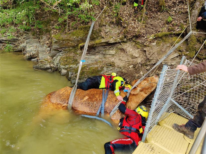 Vor ein paar Wochen wurde eine Kuh aus dem Stausee gerettet 
