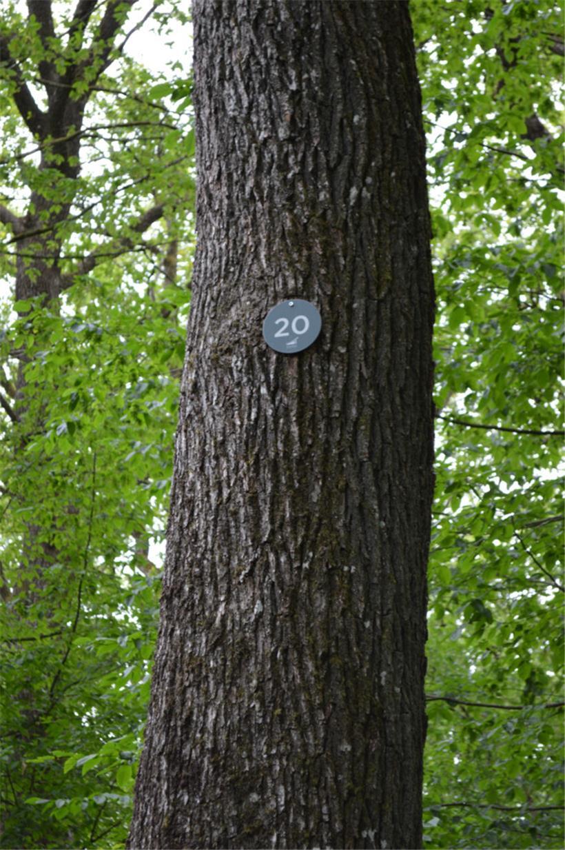 Vorgezogen werden Waldgebiete mit 80- bis 120-jährigen Eichen oder 50- bis 80-jä...