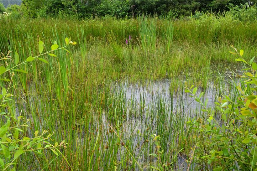 Vorher war hier ein Fichtenwald. Die renaturierte Wiese hat einen großen Nutzen für Natur und Mensch.
