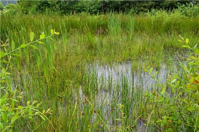 Vorher war hier ein Fichtenwald. Die renaturierte Wiese hat einen großen Nutzen für Natur und Mensch.

