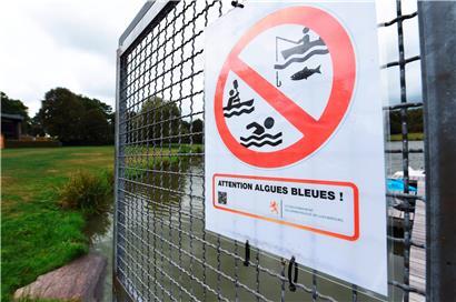 Vorsicht: Blaualgen können für Menschen und Tiere gefährlich sein
