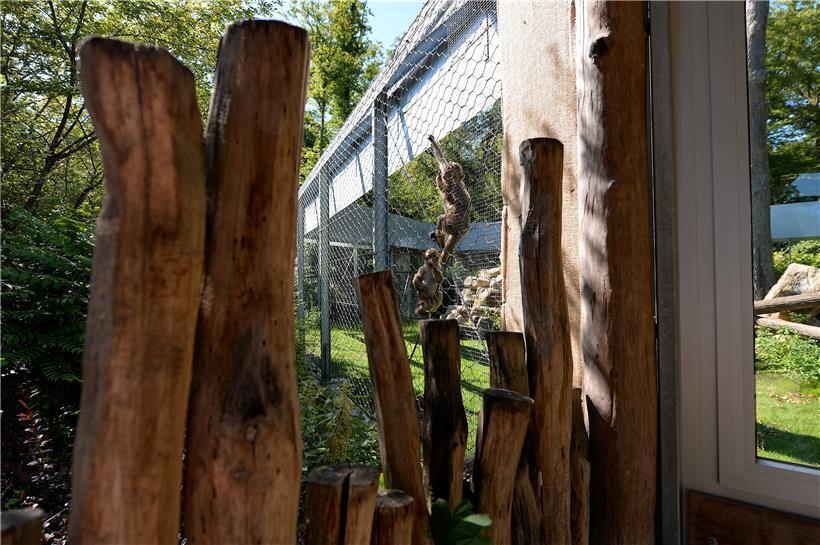 Vorsicht: Was Corona anbelangt, gelten die Äffchen als gefährdet. Deshalb wurden...