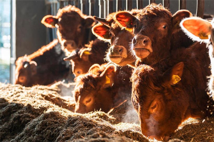 Vorsichtig optimistisch zeigen sich die Vertreter der Luxemburger Landwirte gegenüber den Koalitionsplänen. Administrative Erleichterungen würden mehr Zeit für den eigentlichen Beruf lassen.
