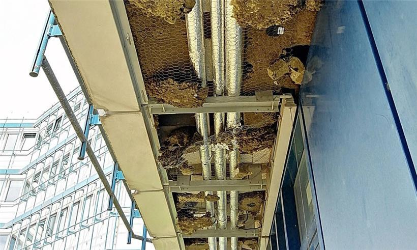 Wabenstruktur: In den Fassaden der Uni sollen Mäuse und Ratten leben
