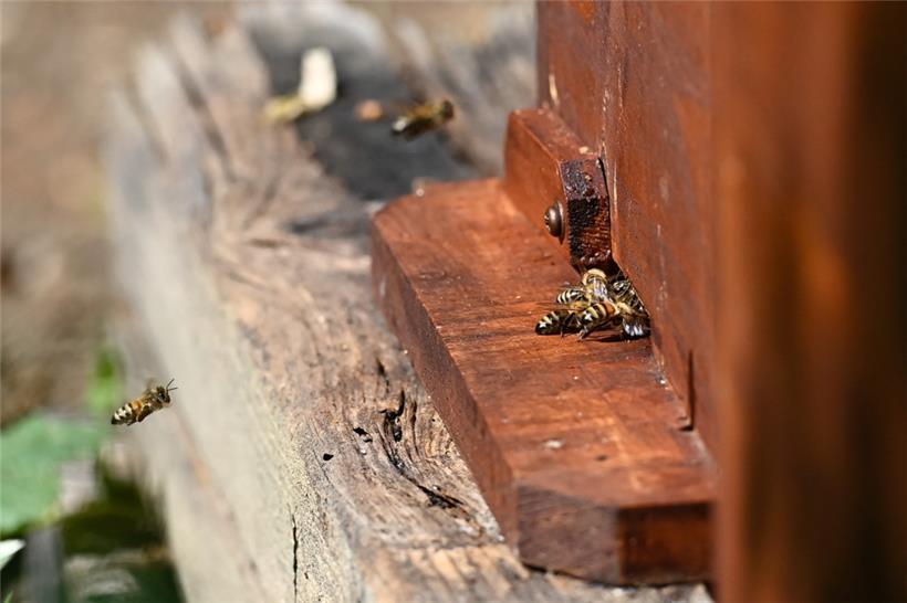 Während Honigbienen in ihrem Stock zu Hause sind, suchen wilde Bienen in der Natur nach geeigneten Orten zum Wohlfühlen – und dabei kann der Mensch den Insekten eine Unterstützung sein
