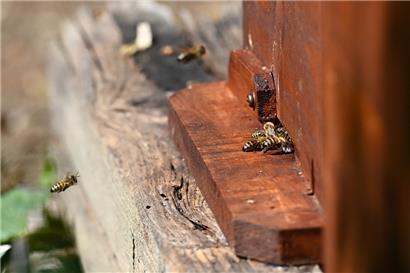 Während Honigbienen in ihrem Stock zu Hause sind, suchen wilde Bienen in der Natur nach geeigneten Orten zum Wohlfühlen – und dabei kann der Mensch den Insekten eine Unterstützung sein
