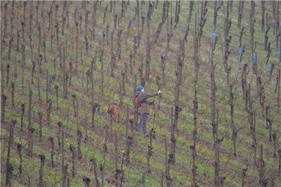Während alle anderen Sorten bereits im Keller sind, werden an der Mosel jetzt die Trauben für den Strohwein gelesen
