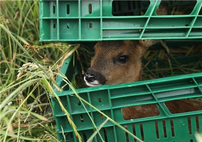 Während der Mäharbeiten werden die Rehkitze in Kisten in Sicherheit gebracht
