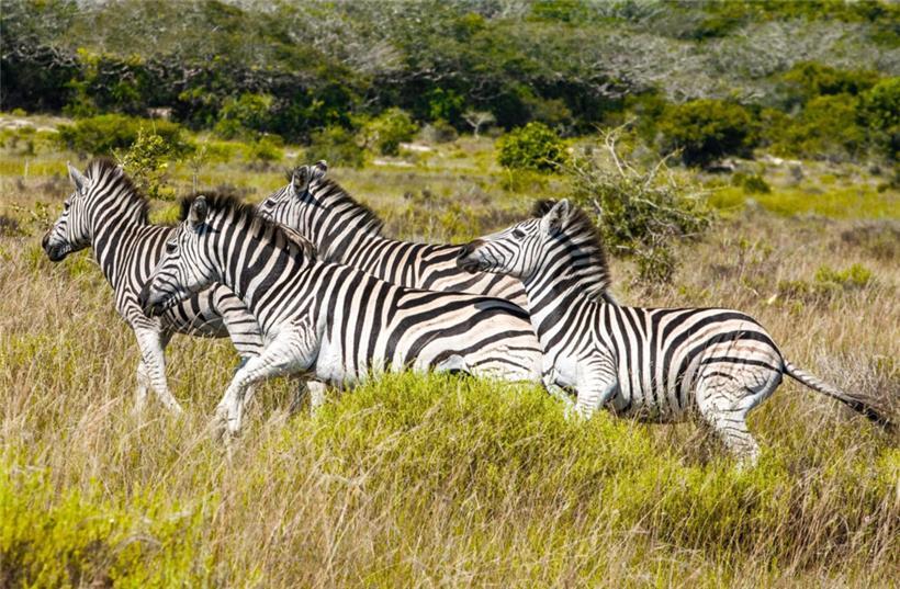 Während seiner Safari-Tour im Ngorongoro-Krater erlebte Jean Marie Backes die beeindruckende Artenvielfalt der Wildtiere hautnah
