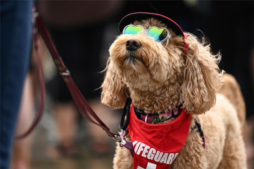 Waffles, als Rettungsschwimmer verkleidet, steht mit seiner Besitzerin Laurie Br...