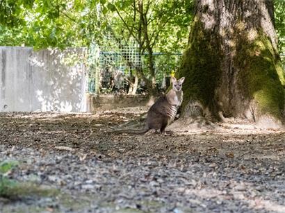 Wallabys gehören zur Familie der Känguruartigen und sind vor allem in Australien und auf benachbarten Inseln verbreitet