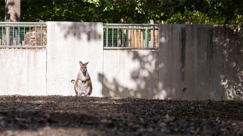 Von kleinen Köpfchen und großen Sprüngen – Wallabys im „Parc Merveilleux“ Wallabys sind Pflanzenfresser und verbringen einen großen Teil des Tages mit der Nahrungssuche.