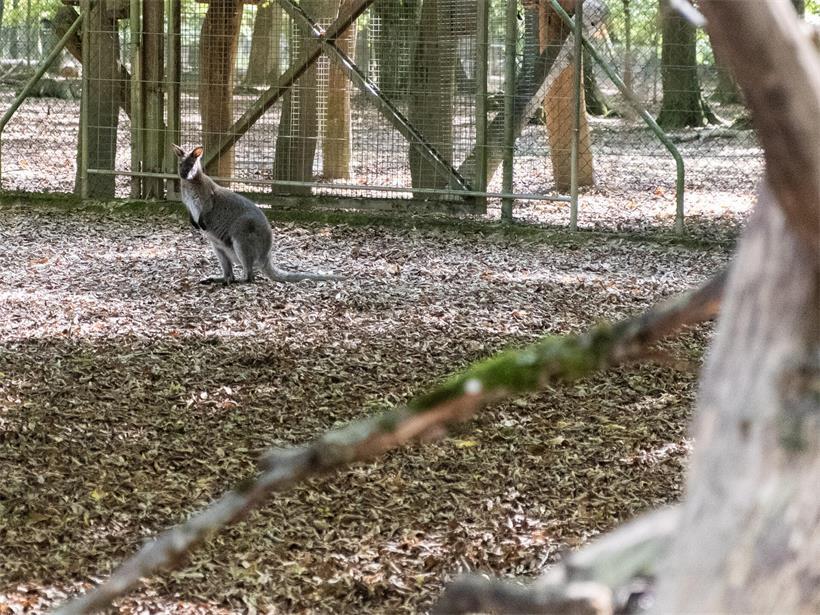 Von kleinen Köpfchen und großen Sprüngen – Wallabys im „Parc Merveilleux“ Wallabys wirken kompakt, sind aber erstaunlich beweglich und können mit ihren kräftigen Hinterbeinen große Sprünge machen