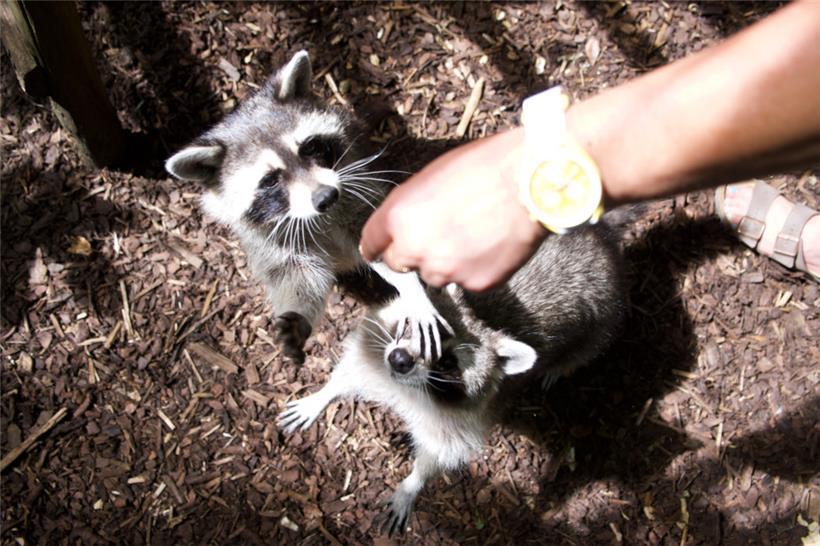 Waschbären halten die Pfleger ganz schön auf Trab
