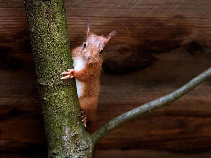 Das Eichhörnchen: Ein wendiger Baumbewohner unserer Wälder und Parks