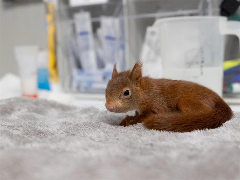 Das Eichhörnchen: Ein wendiger Baumbewohner unserer Wälder und Parks