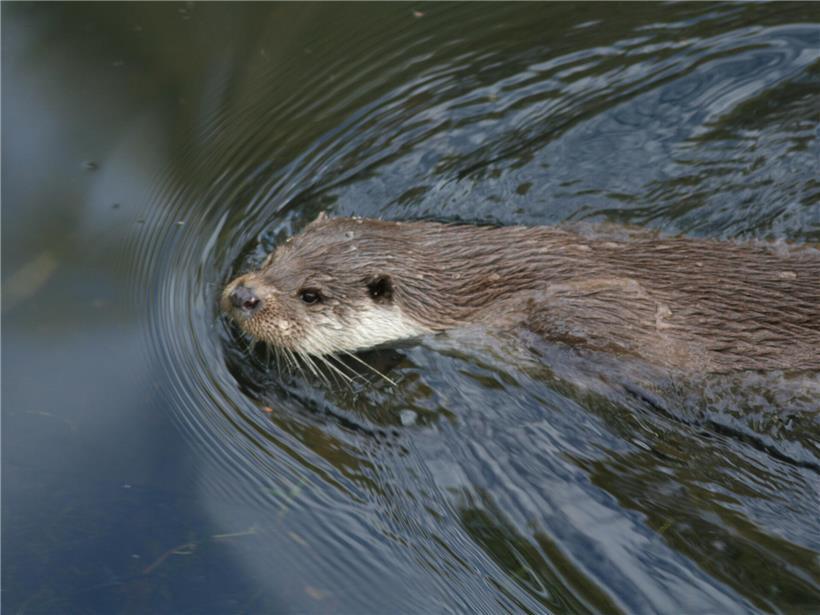 Der heimliche Wassergeist: Das faszinierende Leben des Fischotters