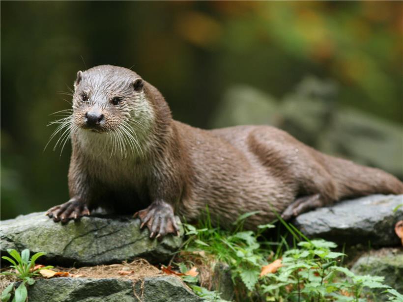 Der heimliche Wassergeist: Das faszinierende Leben des Fischotters