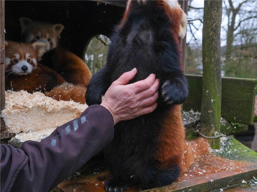 Zwischen Bambus, Baumkronen und Bedrohung: Der Alltag der Roten Pandas