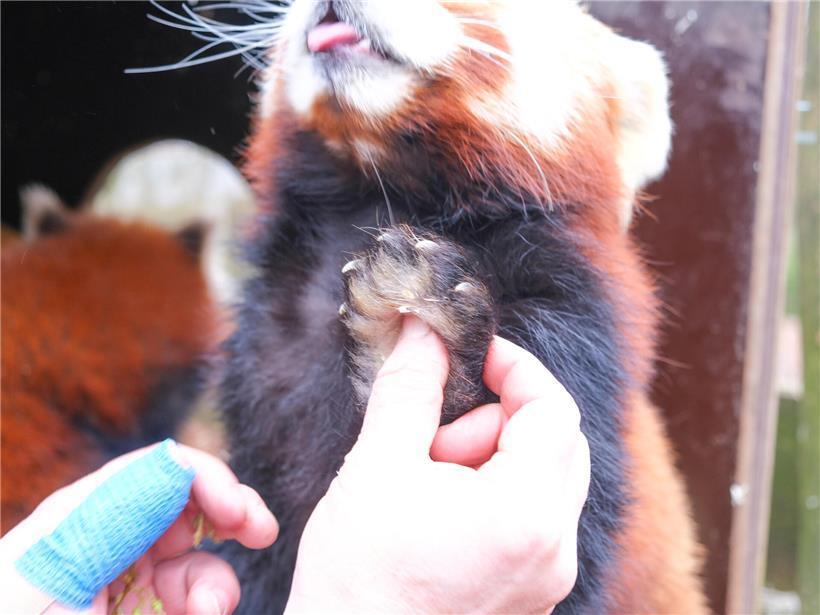 Zwischen Bambus, Baumkronen und Bedrohung: Der Alltag der Roten Pandas