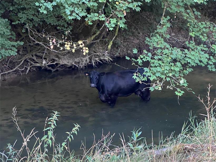 CGDIS rettet Kuh aus Fluss bei Marienthal
