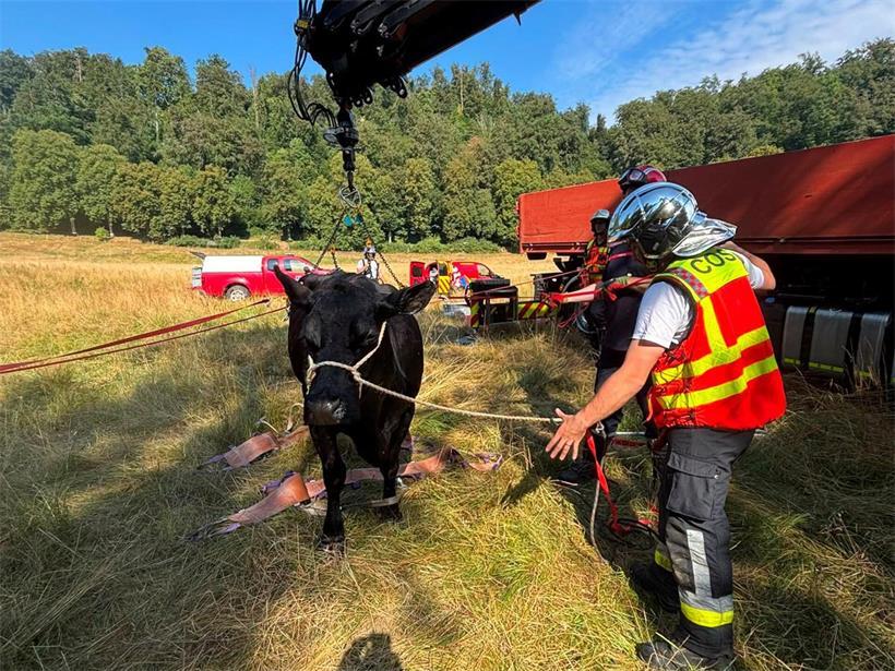 CGDIS rettet Kuh aus Fluss bei Marienthal