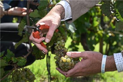 Wegen der Fäulnis muss dieses Jahr viel sortiert und geschnitten werden beim Ernten der Trauben  
