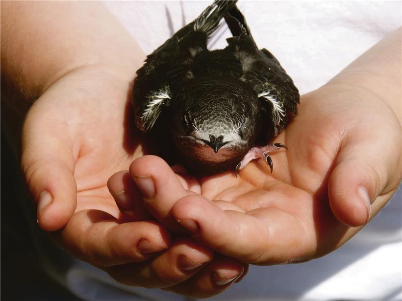 Wegen unserer modernen Bauweise müssen immer mehr Vogelarten wie der Mauersegler auf die Vorwarnliste gesetzt werden
