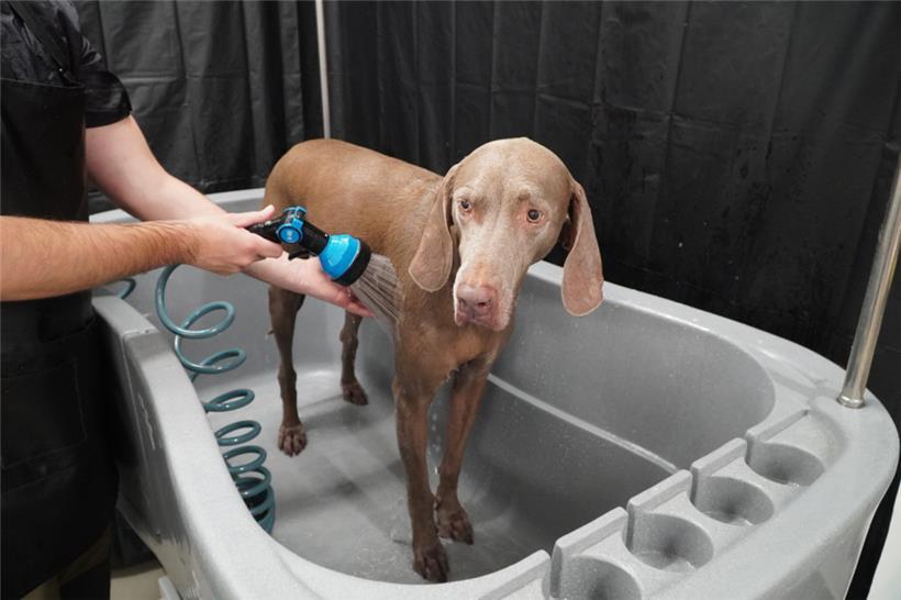 Weimaraner Lexter genießt die Vorweihnachtszeit in vollen Zügen! Sein Halter hat...
