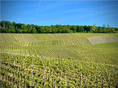 Weinreben bei Wellenstein: Heimat des am Dienstag vorgestellten „les deux rives“
