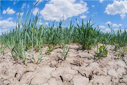 Weite Teile der Landwirtschaft in Luxemburg und Europa leiden unter der anhaltenden Trockenheit und hoffen dringend auf Regen.
