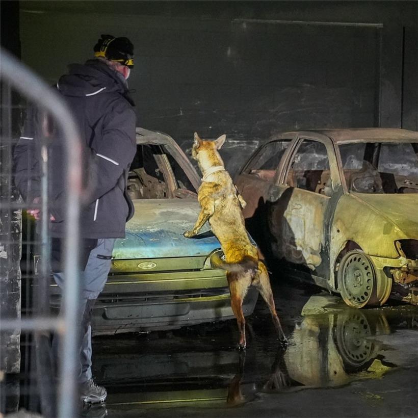 Weitere Malinois-Hunde sollen demnächst in Luxemburg für Einsätze in der Ukraine ausgebildet werden
