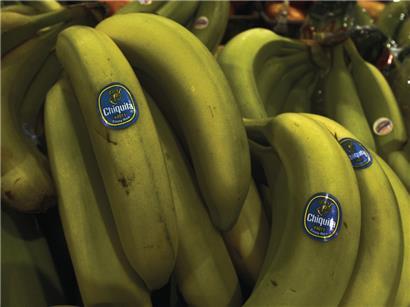 Weltbekannt und doch umstritten: Bananen von Chiquita
