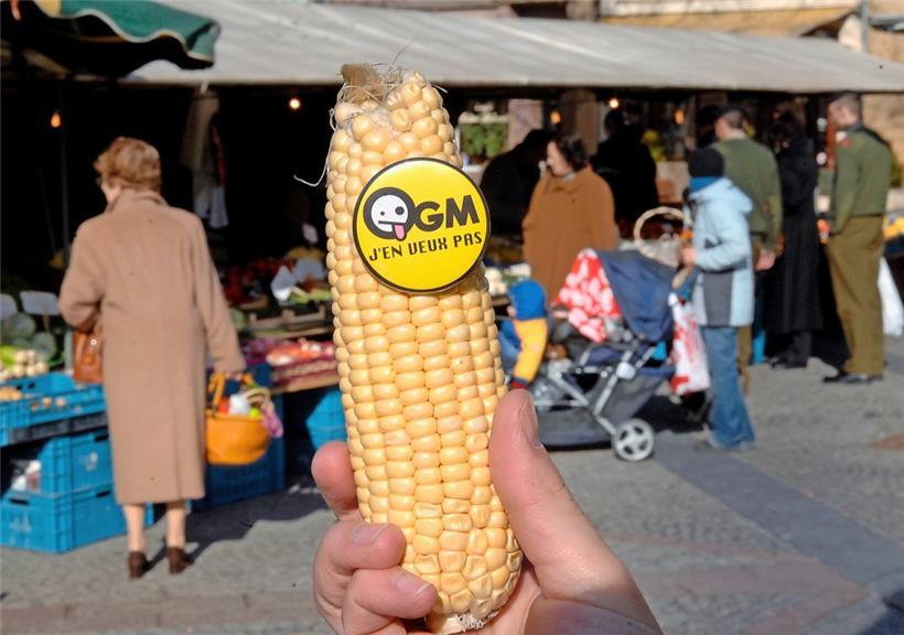 Weltweit gibt es fast doppelt mehr GMO- wie Bio-Bewirtschaftung
