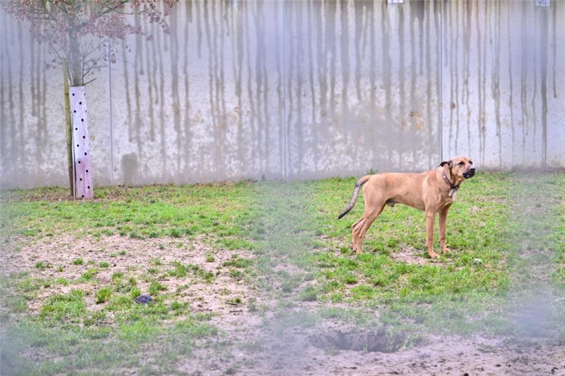 Wenn Hund, Katze und Co. im Tierasyl in Gasperich abgegeben werden, kann dieses in der Regel den Identifikationschip der Vierbeiner auslesen

