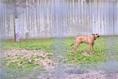 Wenn Hund, Katze und Co. im Tierasyl in Gasperich abgegeben werden, kann dieses in der Regel den Identifikationschip der Vierbeiner auslesen
