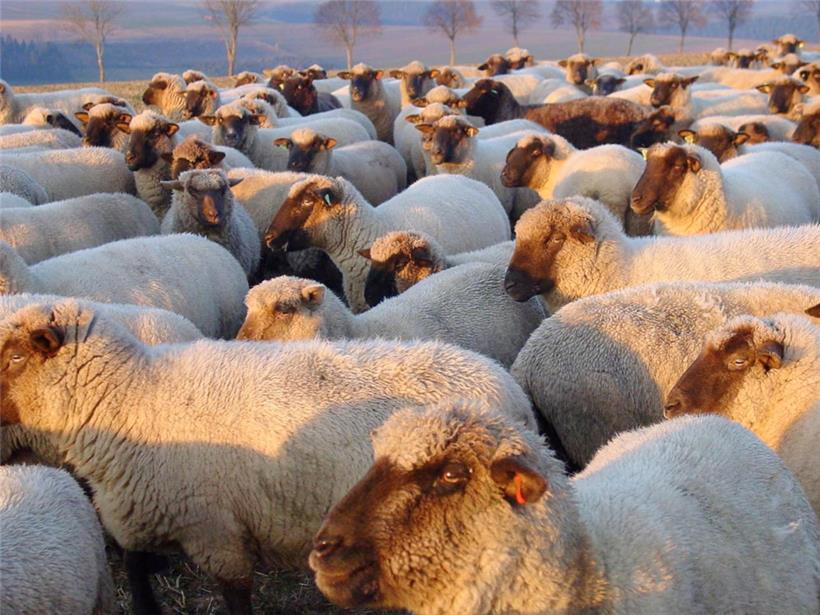 Wenn Schafe zählen nicht mehr reicht!
