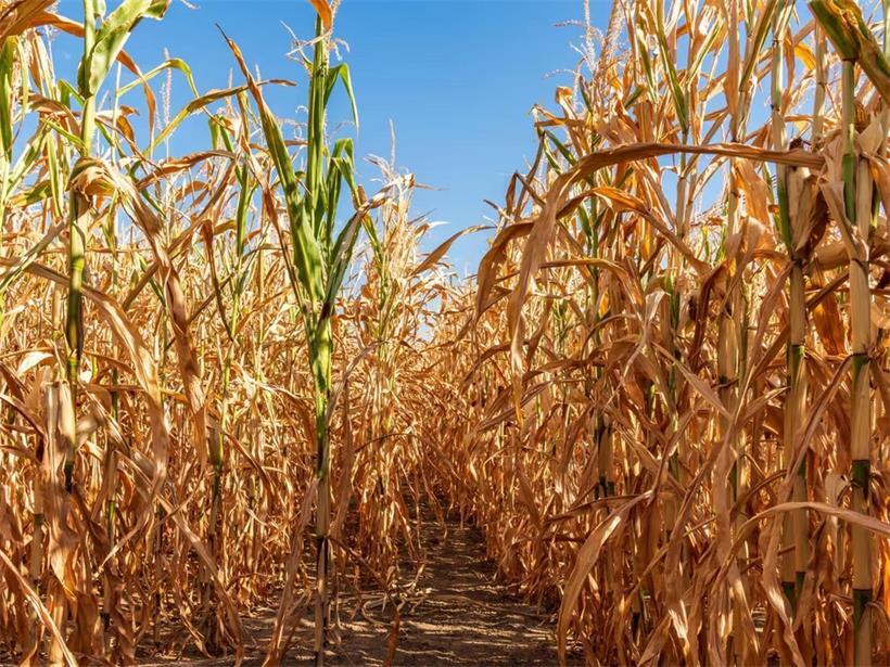 Ausgetrocknete Landschaft in den USA zeigt Folgen von Wassermangel und Dürre für Umwelt und Landwirtschaft