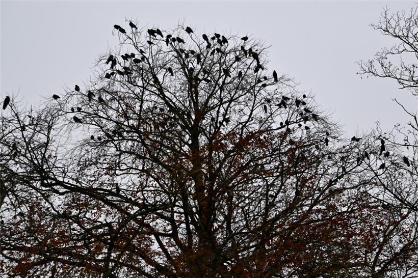 Wenn in der Hauptstadt die Dämmerung anbricht, versammeln sich zahlreiche Saatkrähen in den Bäumen am Glacis
