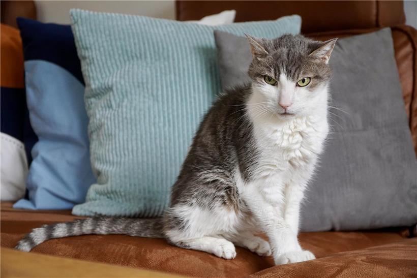Der Slow Blink: Was hinter dem lautlosen Liebesbeweis Ihrer Katze steckt Katze mit halb geschlossenen Lidern entspannt sich, Nervensystem schaltet auf Ruhe und Erholung um