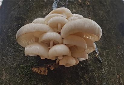 Wenn sie da sind, ist Herbst: Pilze an einem Baum an der Mosel
