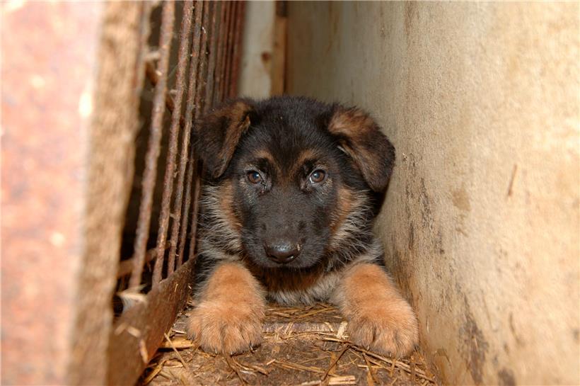 Wer seinen Hund liebt, der schlägt ihn nicht. Wer es trotzdem tut, muss wissen, dass er hierfür vor Gericht landen und verurteilt werden kann.
