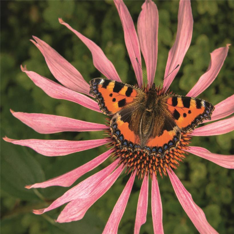 Weniger gemähter Garten als Lebensraum für Bienen, Schmetterlinge und Insekten auf privaten Grünflächen