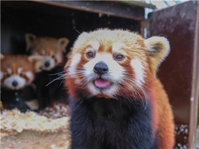 Junge, süße Tiere, die nur von erfahrenen Pflegern berührt werden dürfen, mit Warnhinweis "Nicht anfassen"