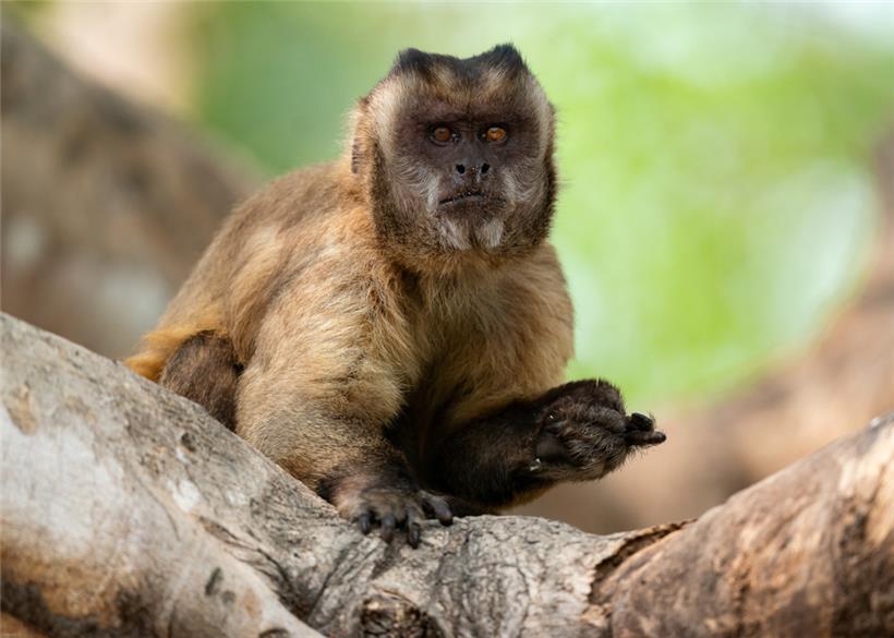 Wie die meisten Neuweltaffen sind Kapuzineraffen tagaktive Baumbewohner
