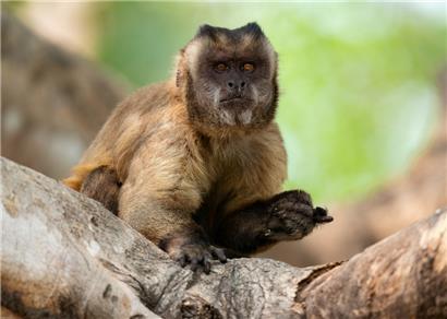 Wie die meisten Neuweltaffen sind Kapuzineraffen tagaktive Baumbewohner
