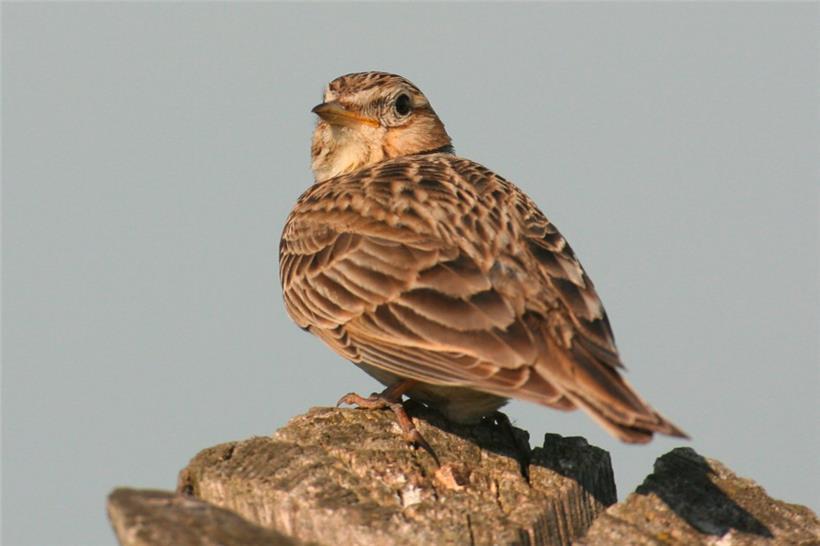 Wie nennen Sie diesen Vogel?
