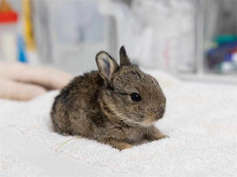 Wildkaninchen ernähren sich von Gräsern, Kräutern, Blättern und Blüten